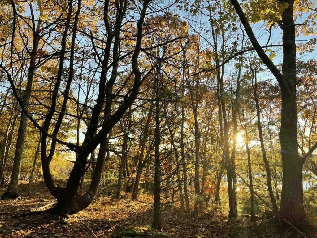 Golden sunlight glowing through the branches of a dense forest in Acadia National Park, Maine.