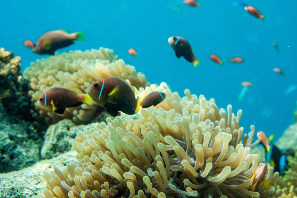 Clownfish swimming playfully among the tentacles of a sea anemone in the Maldives. 