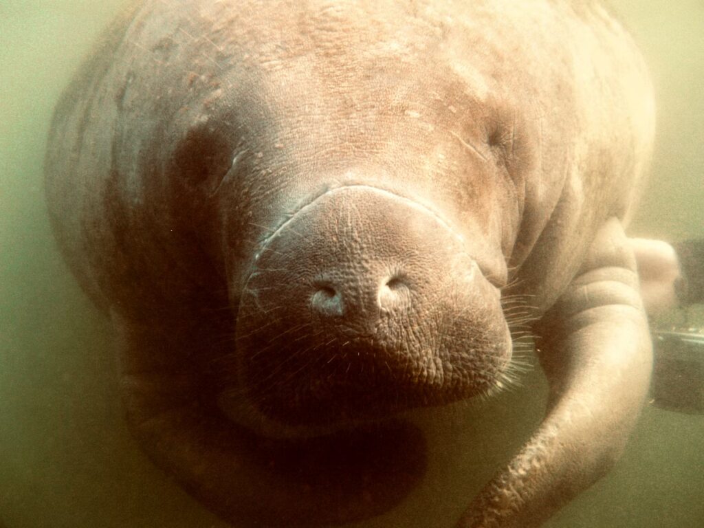 Close-up view of a friendly manatee's face swimming underwater in Crystal River, Florida. 