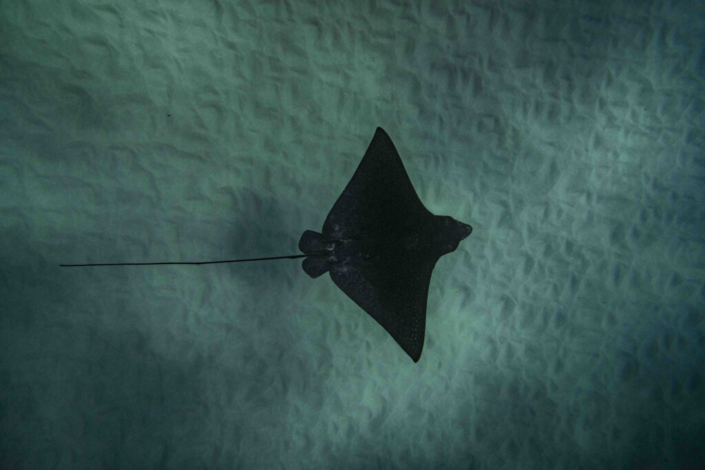 Silhouette of a large manta ray swimming in the dark ocean waters at night in Kona, Hawaii. 