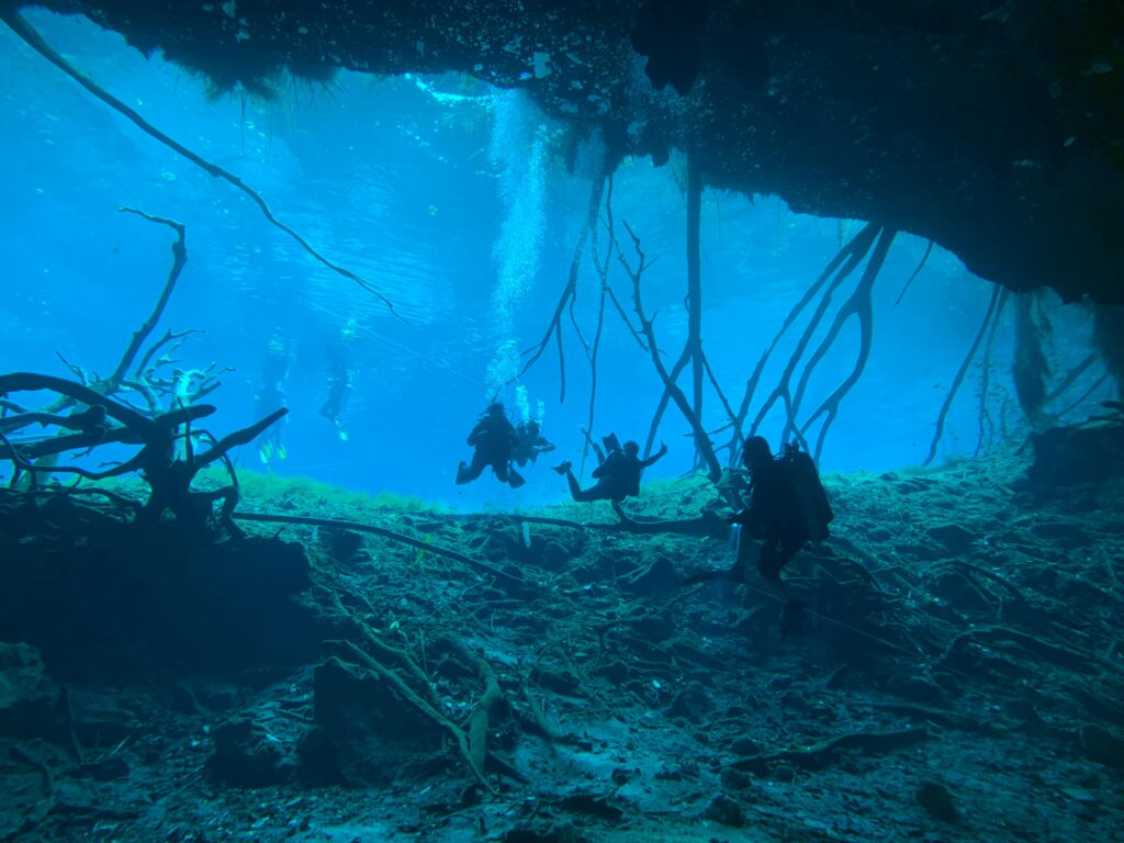 Divers exploring the deep, clear waters and underwater tree branches inside the Mexican Cenotes. 