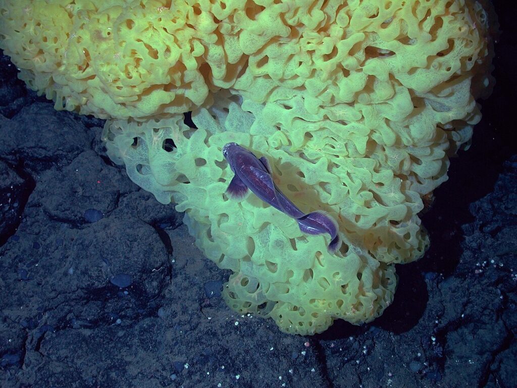 A small purple fish resting on a massive yellow ruffle sponge in Monterey Bay, California.