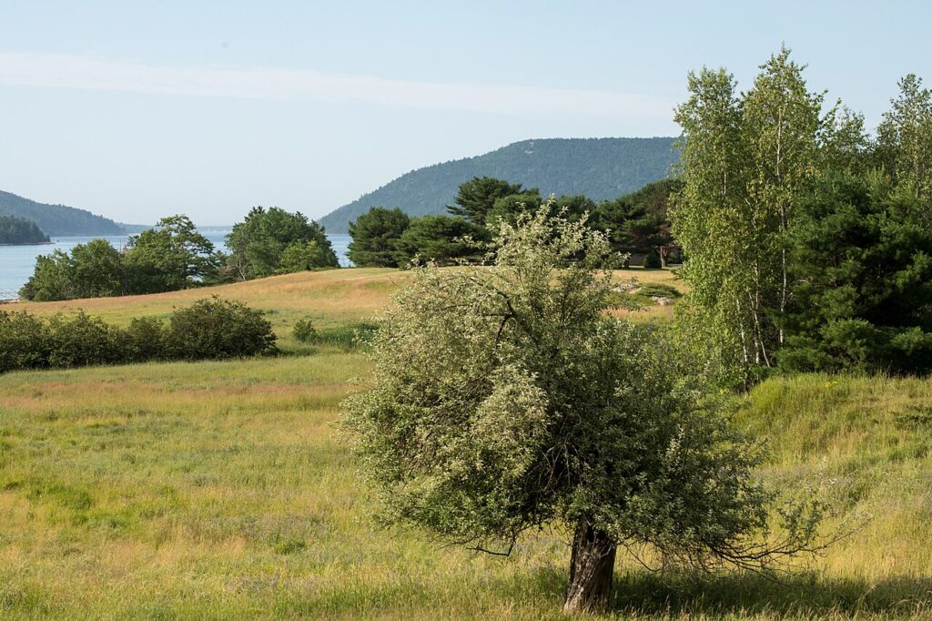 A single leafy tree standing in a grassy meadow with a calm blue lake and hills in the background.