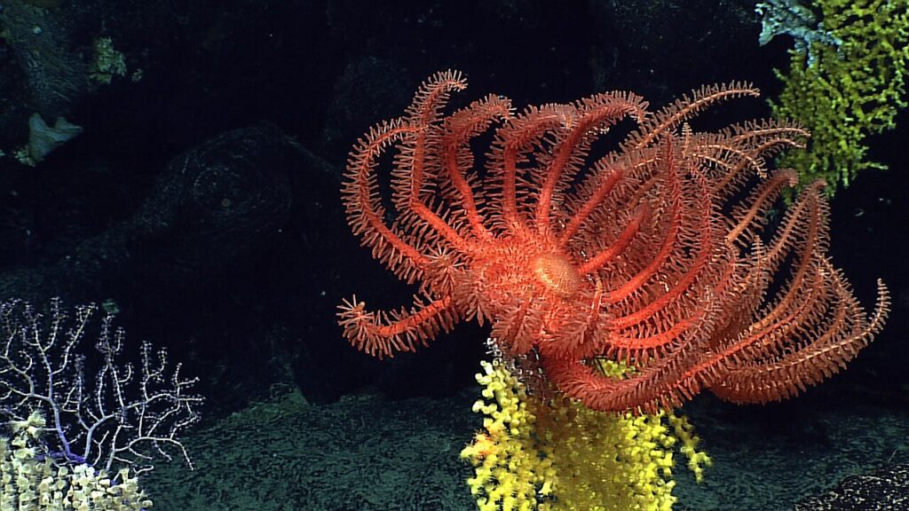 A striking red Novodinia pacifica sea star clinging to a yellow reef structure in Niihau, Hawaii. 