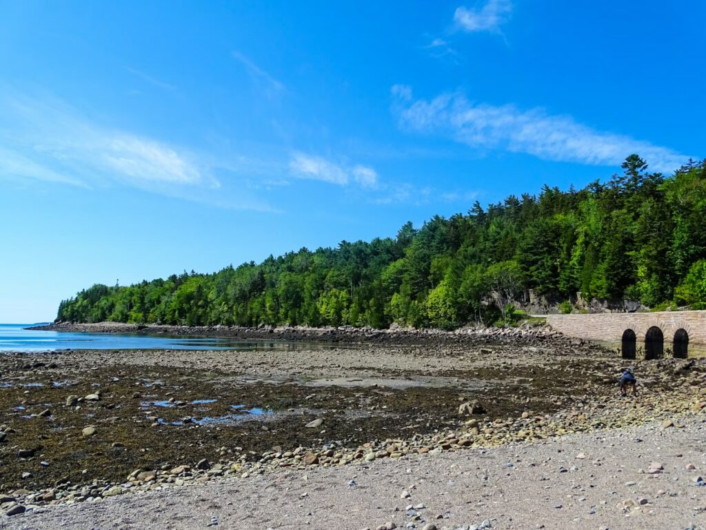 A flat, easy walking path running alongside a rugged rocky beach and dense green forest.