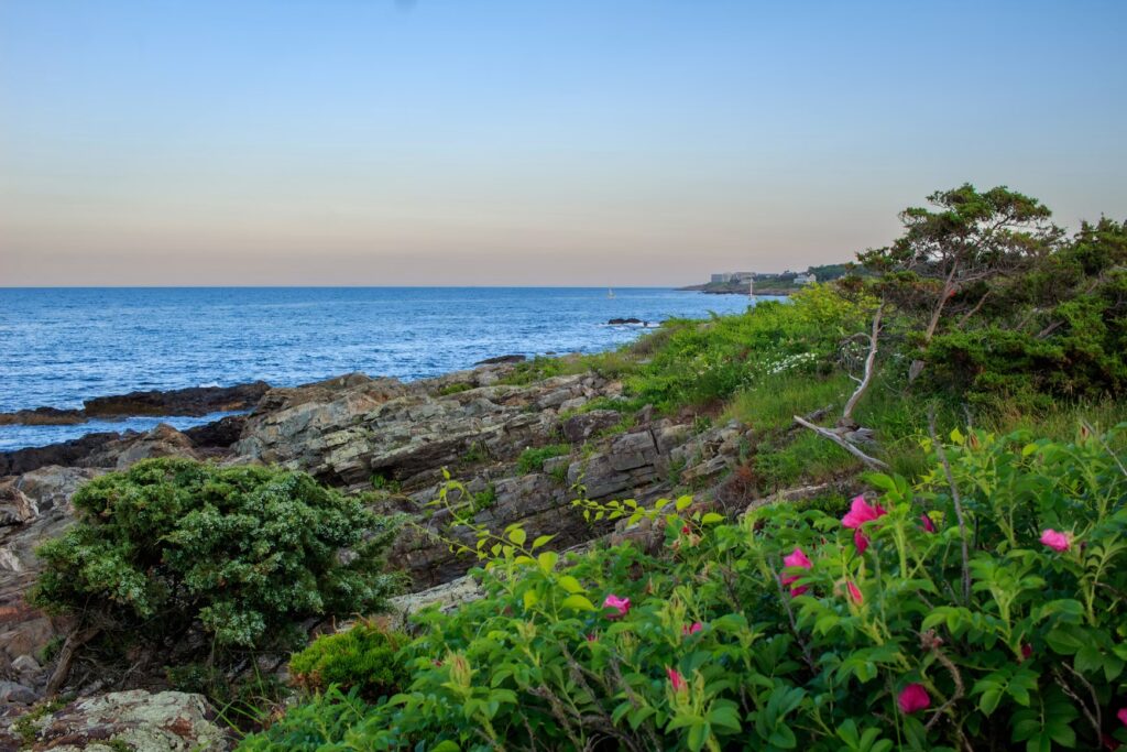 Pink flowers blooming along the rocky Marginal Way cliff path in Ogunquit. 