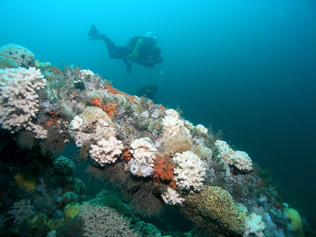 The coral-encrusted remains of the City of Atlanta shipwreck in the Outer Banks, North Carolina.