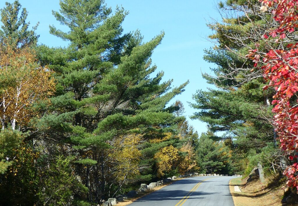 A paved, curving section of the Park Loop Road surrounded by tall, dense pine trees.