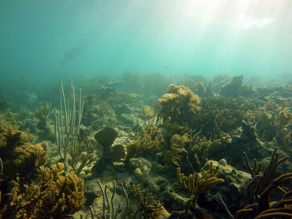 Sun rays shining down on a shallow, sunlit coral reef in La Parguera, Puerto Rico.