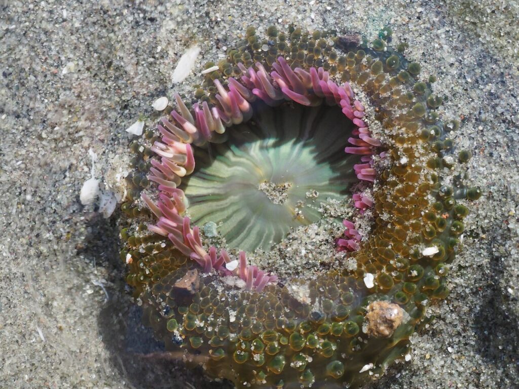 A green and pink sea anemone buried in the sandy ocean floor of Puget Sound, Washington. 