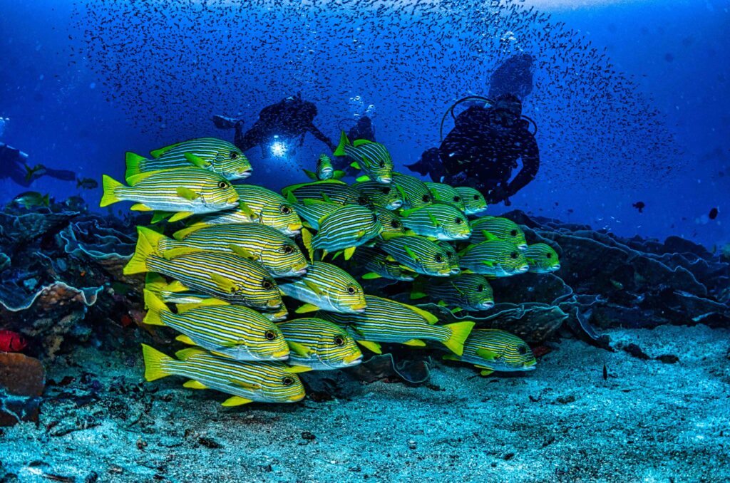 A dense school of yellow ribbon sweetlips with divers exploring the background in Raja Ampat, Indonesia. 