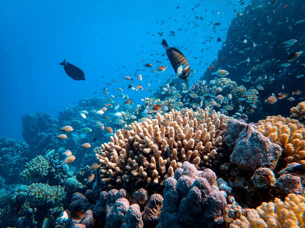Beautiful hard corals surrounded by small colorful reef fish in the clear waters of the Red Sea, Egypt. 