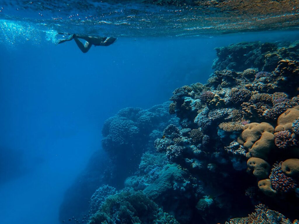 A diver swimming over a steep, dramatic coral reef wall drop-off in the Red Sea, Egypt. 
