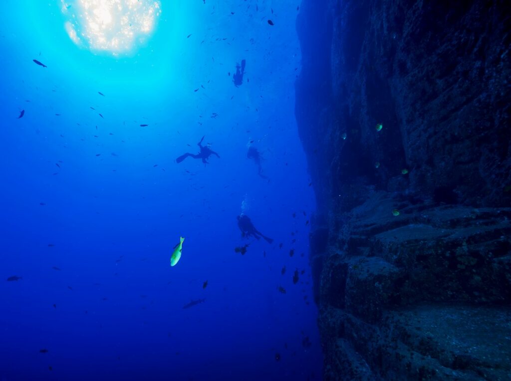 A giant oceanic manta ray swimming gracefully near a dark underwater cliff in Socorro, Mexico. 