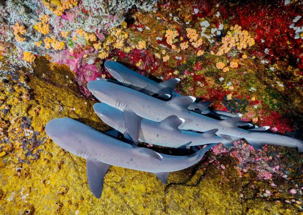 A group of whitetip reef sharks resting together on a colorful rocky reef in Socorro, Mexico. 
