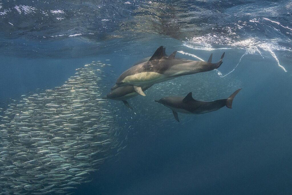 Dolphins hunting a massive swirling bait ball of sardines during the Sardine Run in South Africa. 