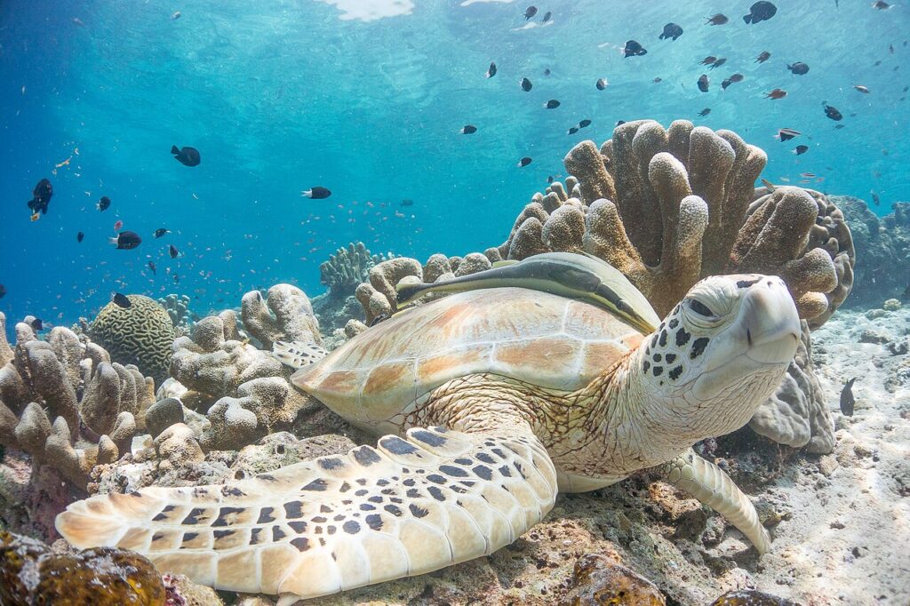 A green sea turtle resting peacefully on a shallow coral reef in Sipadan, Malaysia. 