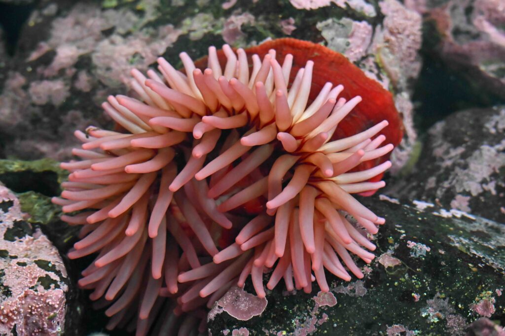 A vibrant pink sea anemone attached to a dark underwater rock in the cold waters of Sitka, Alaska. 
