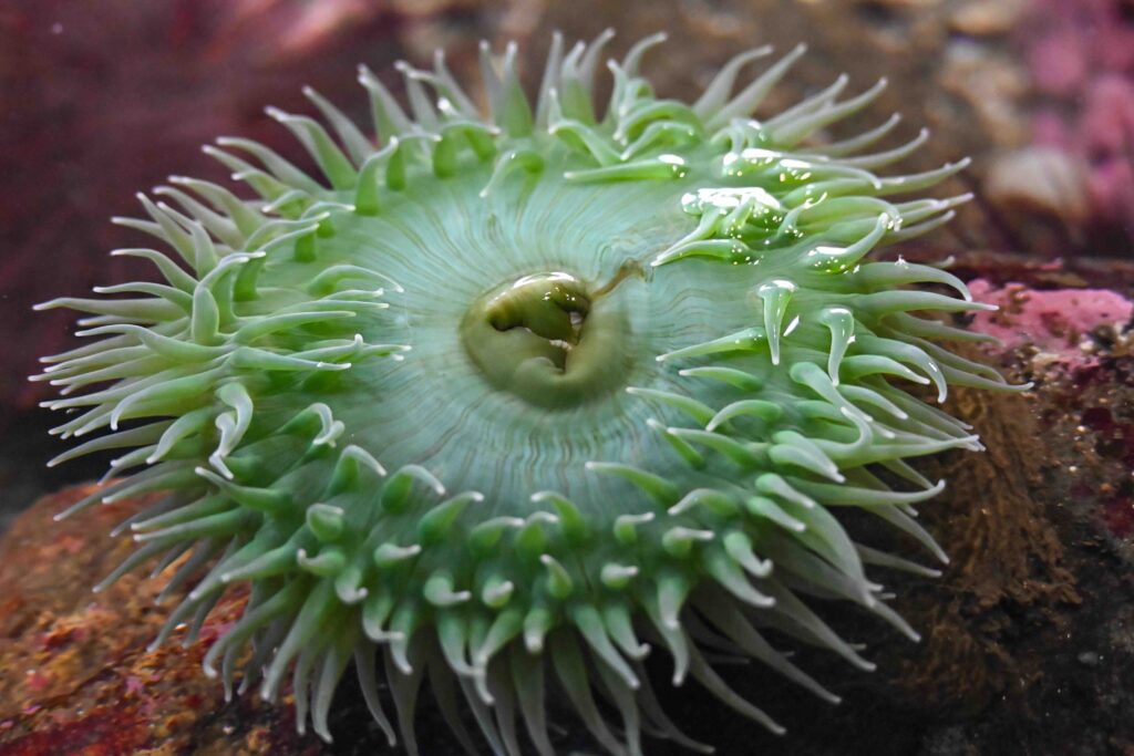 Close-up of a vibrant green sea anemone clinging to an underwater rock in Sitka, Alaska.