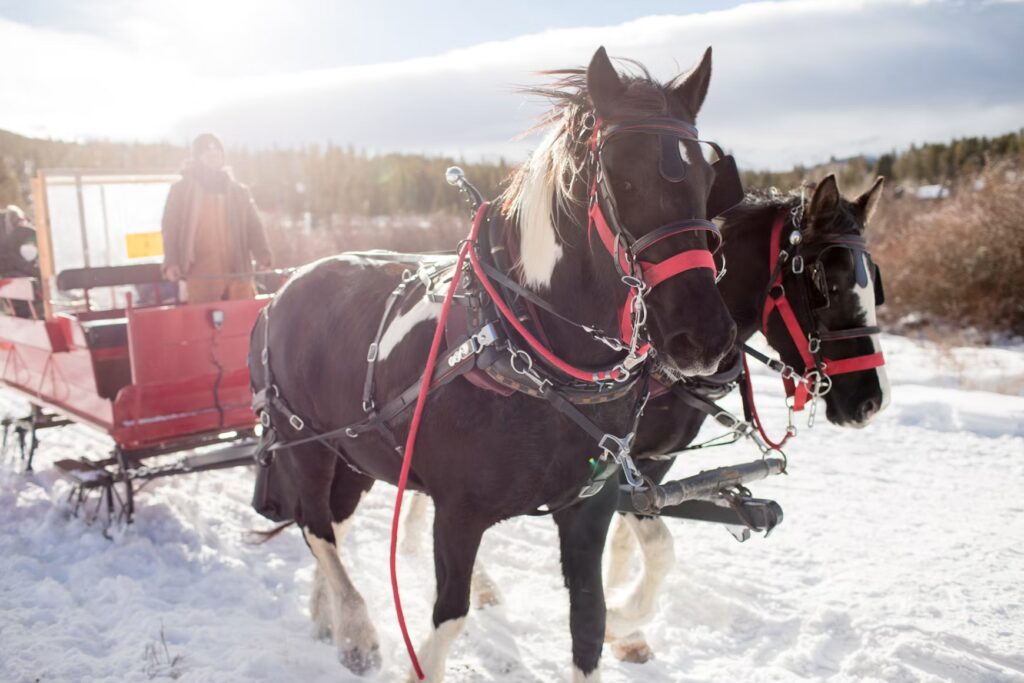 Two dark horses pulling a sleigh across a snowy field in the winter. 