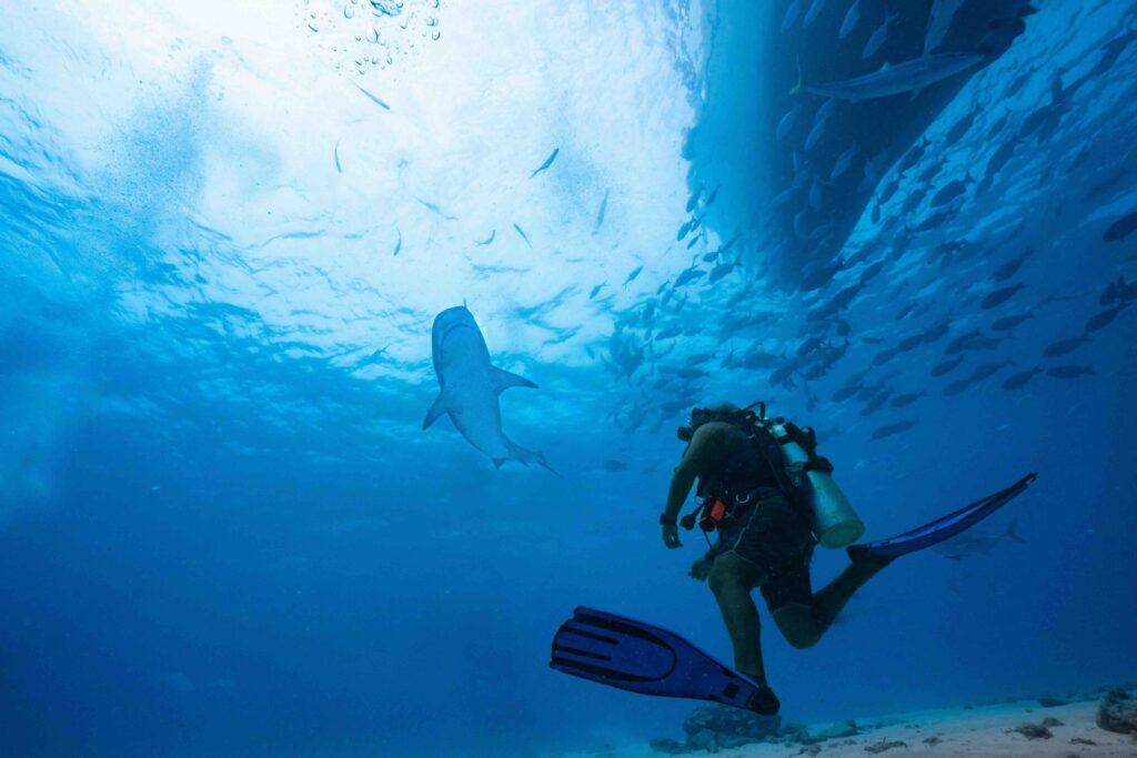 A scuba diver looking up at a large shark swimming in the deep blue waters of Maldives. 
