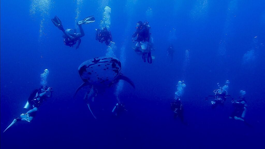 A group of scuba divers swimming above a massive whale shark in Tubbataha Reefs Natural Park. 