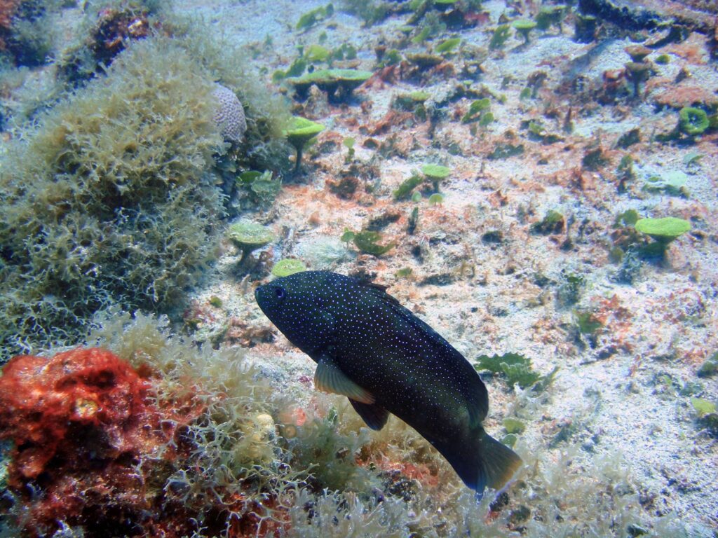 A dark fish with white spots swimming over the colorful reef floor in the US Virgin Islands.