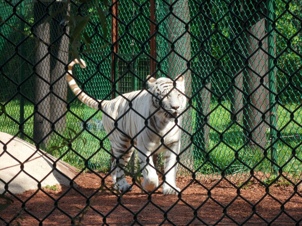A white Bengal tiger walking behind a chain-link fence enclosure at York's Wild Kingdom in York Beach, Maine.