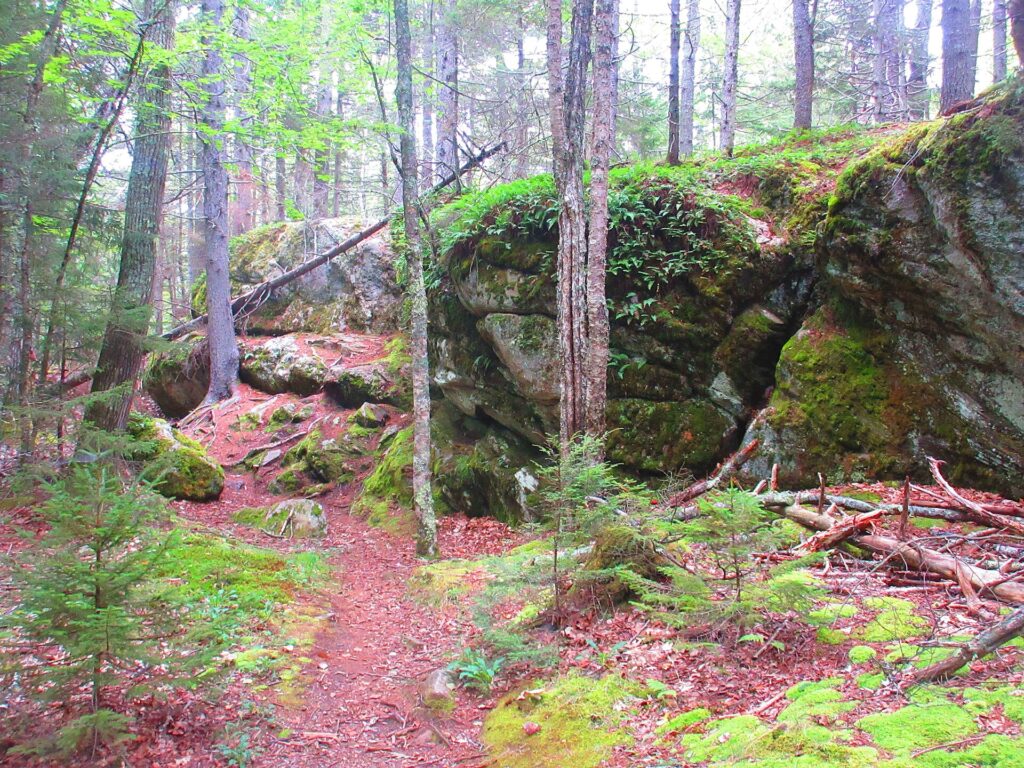 A hiking trail passing massive, moss-covered rock outcroppings in a dense, green pine forest.