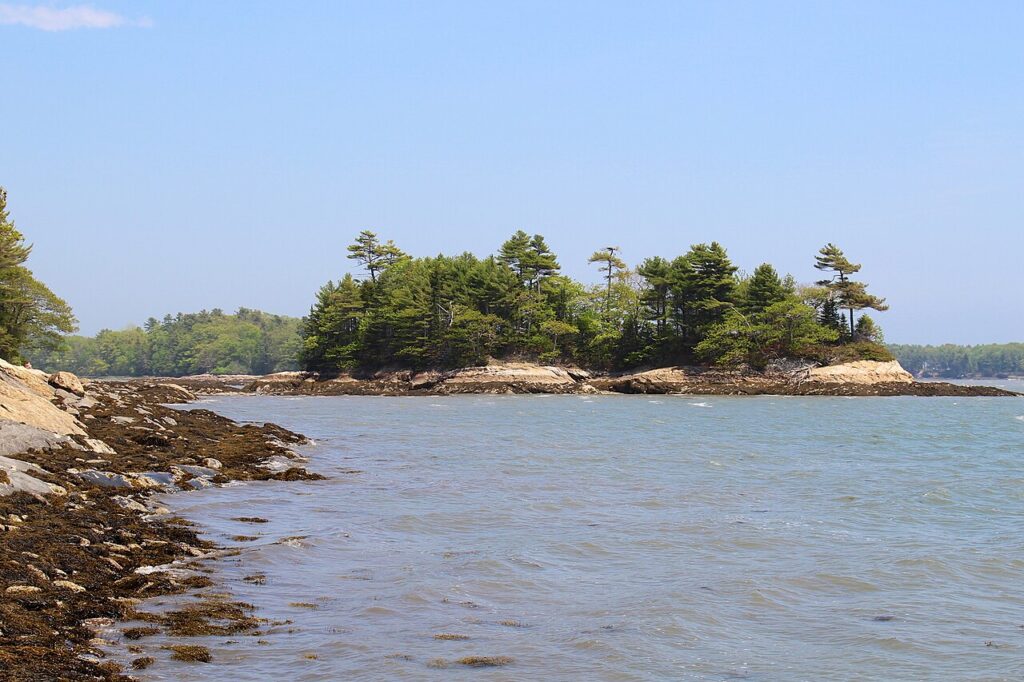 Pine trees growing on rocky Googins Island at Wolfe's Neck State Park in Freeport. 
