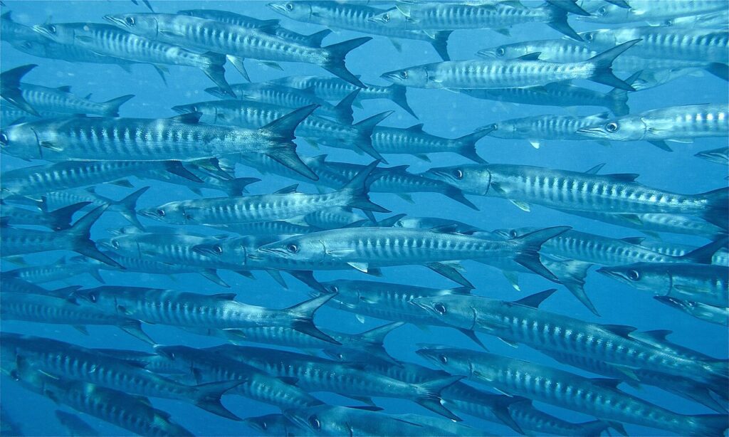 A large, dense school of chevron barracuda swimming together in Sipadan, Malaysia. 