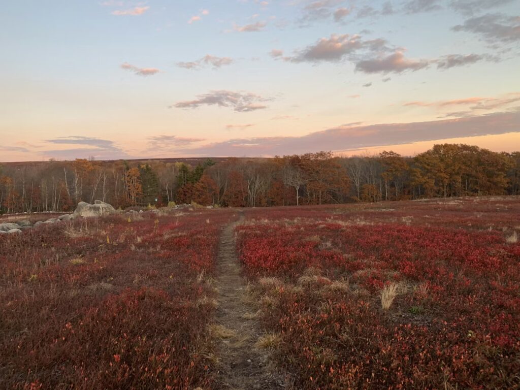 A narrow dirt path leading through a vast field of deep crimson wild blueberry bushes at sunset.