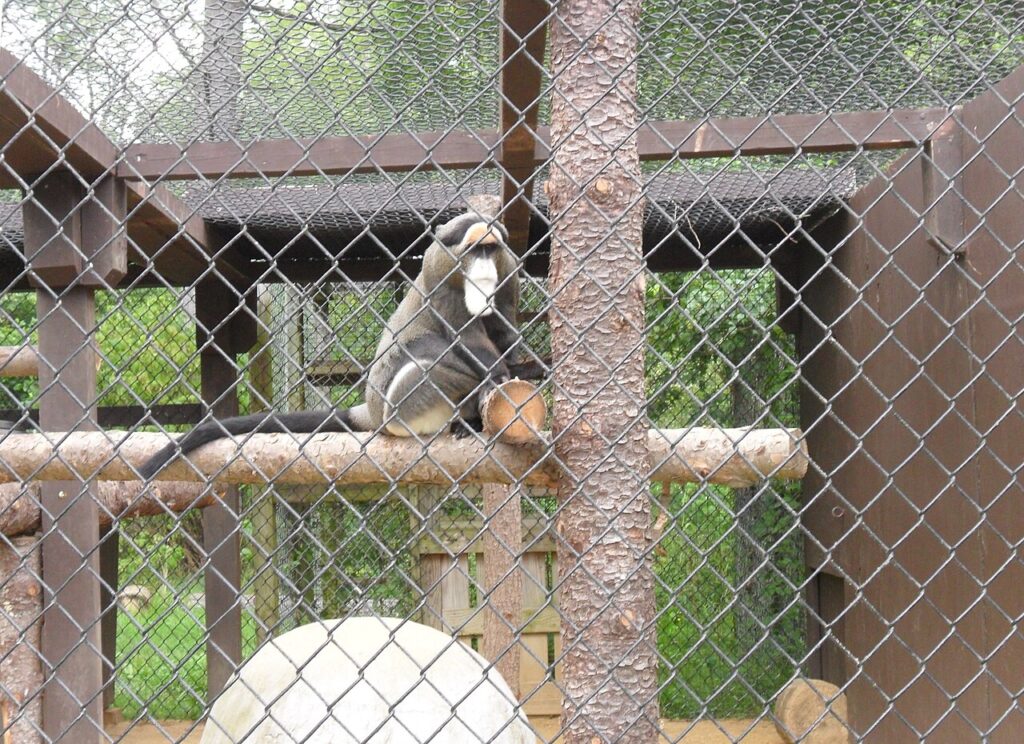 A De Brazza's monkey sitting on a wooden log structure inside a fenced enclosure at York's Wild Kingdom in York Beach.