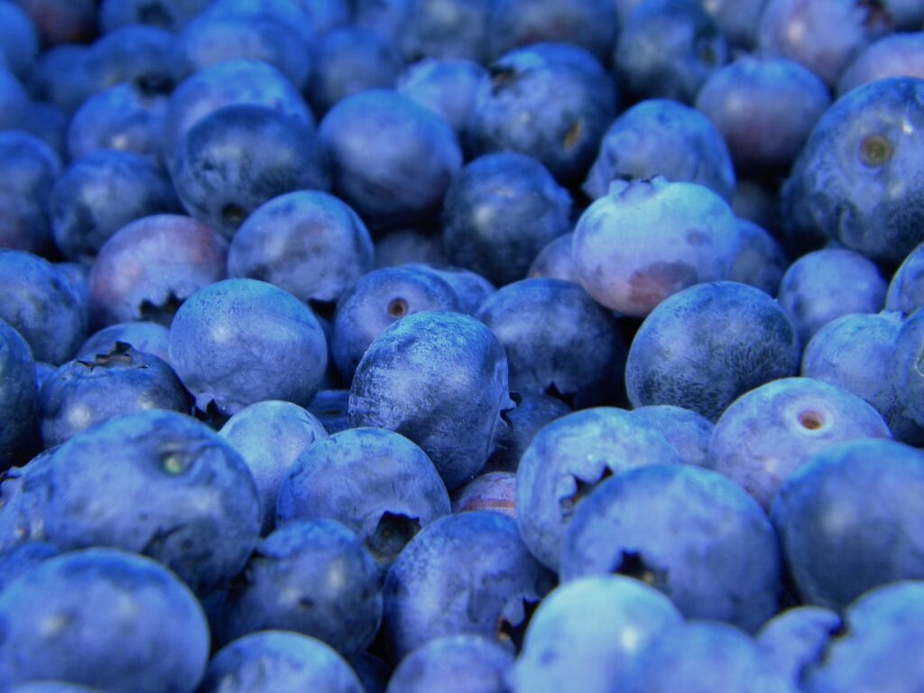 A close-up view of freshly harvested wild blueberries.