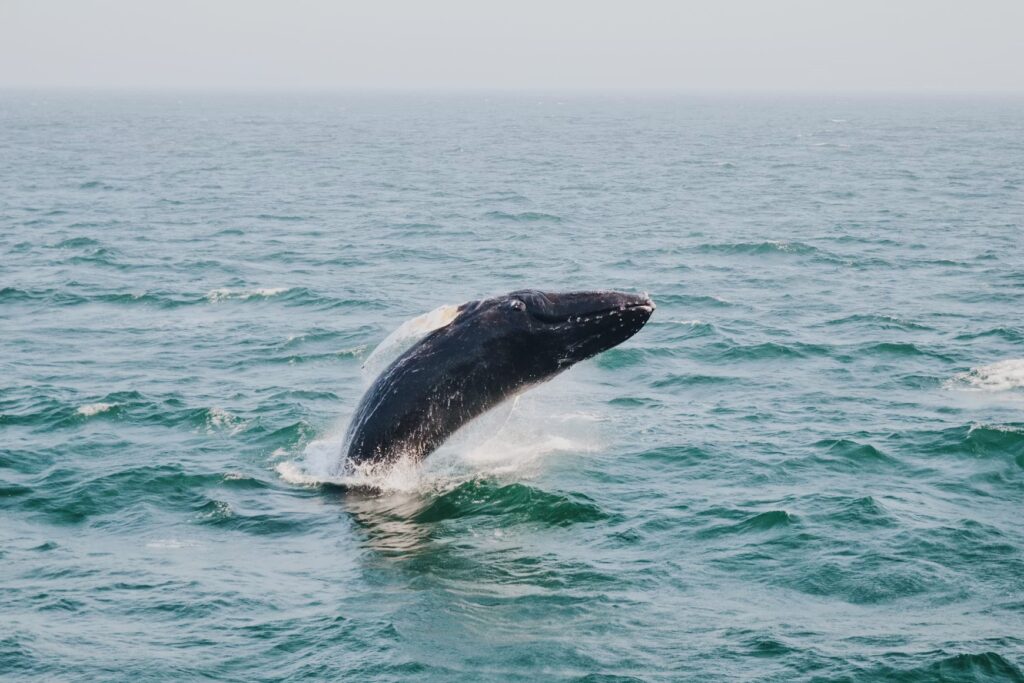 A massive humpback whale breaching out of the green ocean water.