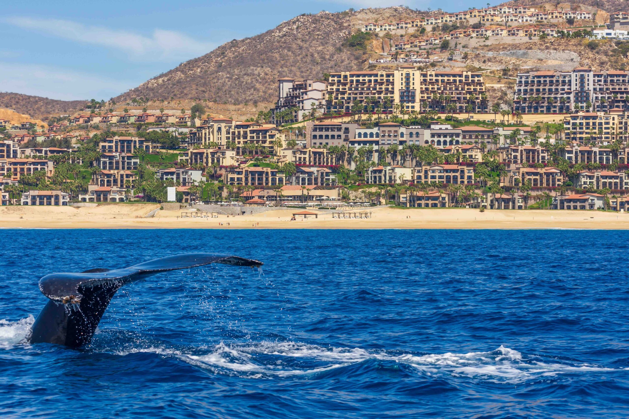 A whale tail splashing in the ocean near resorts, as winter is the best time to go to Cabo for whale watching. 