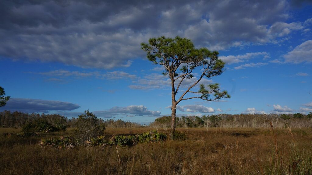 A lone slash pine tree standing in a vast grassy prairie landscape at Big Cypress National Preserve.