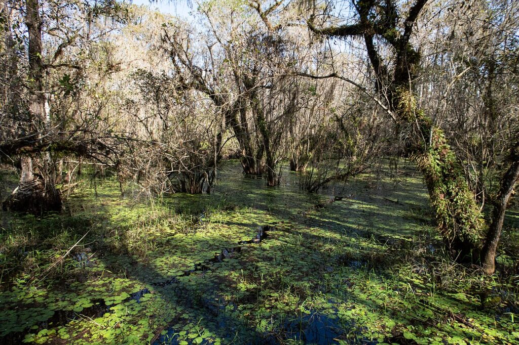 A dense swamp filled with trees and vibrant green aquatic plants at Big Cypress National Preserve.