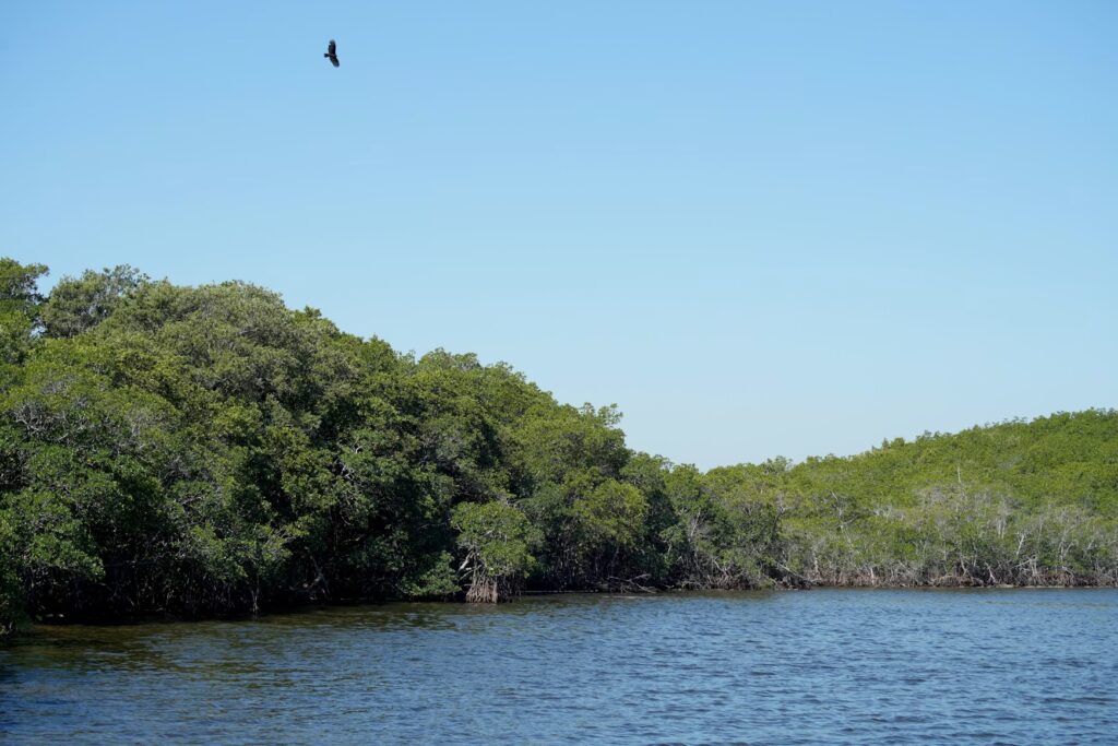 Lush green mangrove trees lining the calm blue ocean shoreline in Biscayne National Park.
