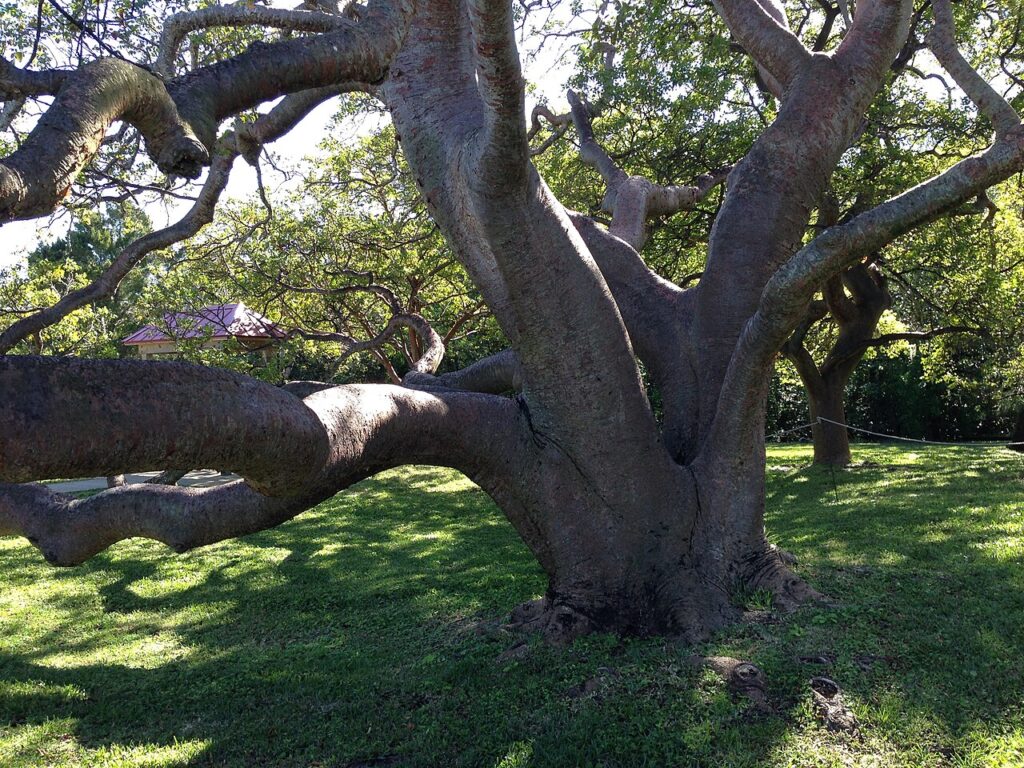 A large gumbo limbo tree with thick, sprawling branches providing shade at De Soto National Memorial.