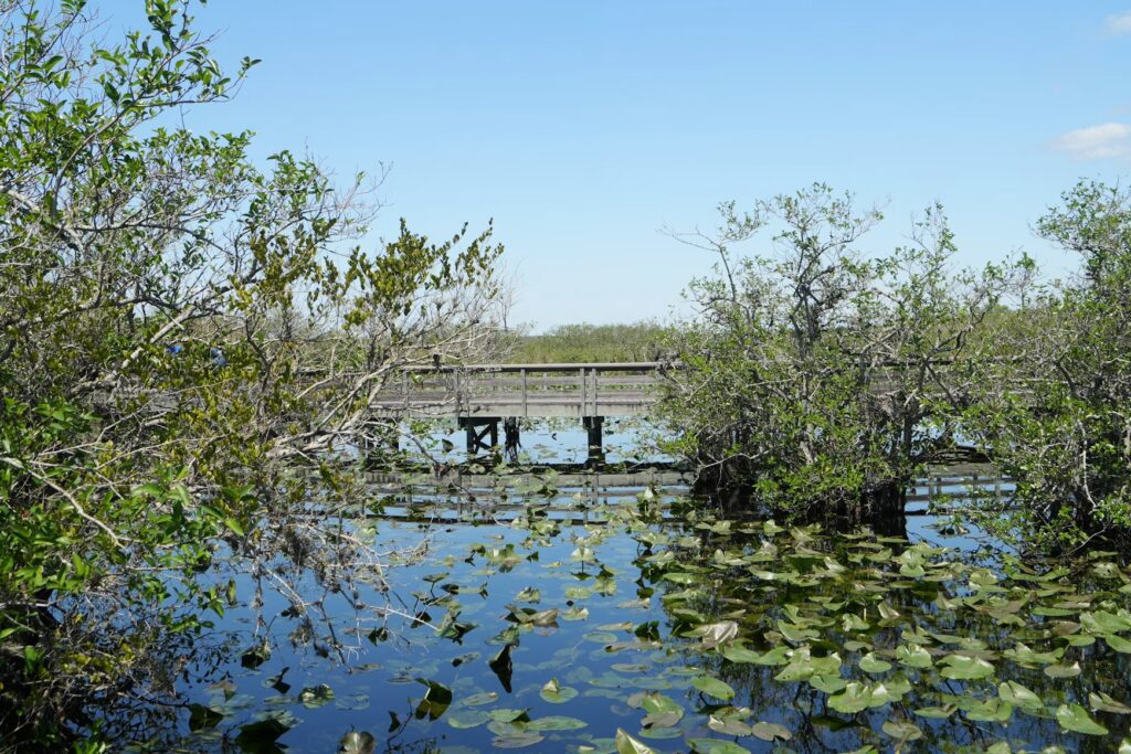 A wooden boardwalk trail crossing over the calm, reflective waters and dense vegetation of the Everglades.