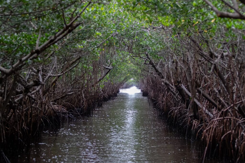 A narrow waterway cuts through a dense canopy of intertwined mangrove roots and branches in the Everglades.
