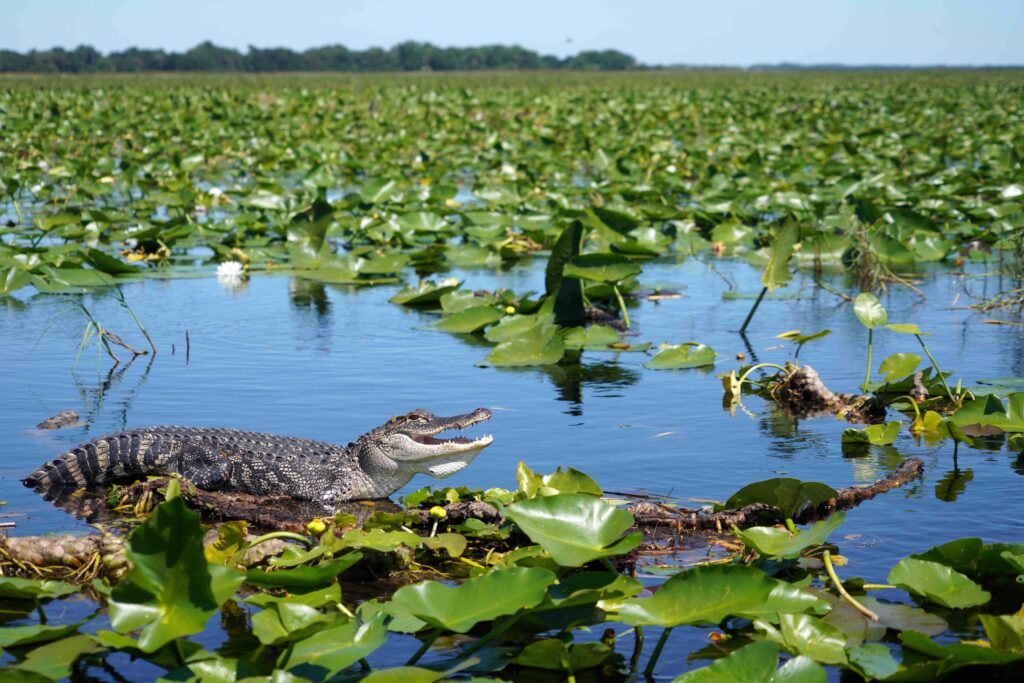 An American alligator resting on green lily pads in the shallow waters of Everglades National Park.
