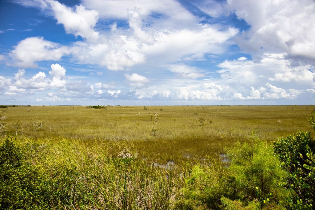 A wide, grassy wetland stretching to the horizon in the Everglades, one of the true national parks in Florida.