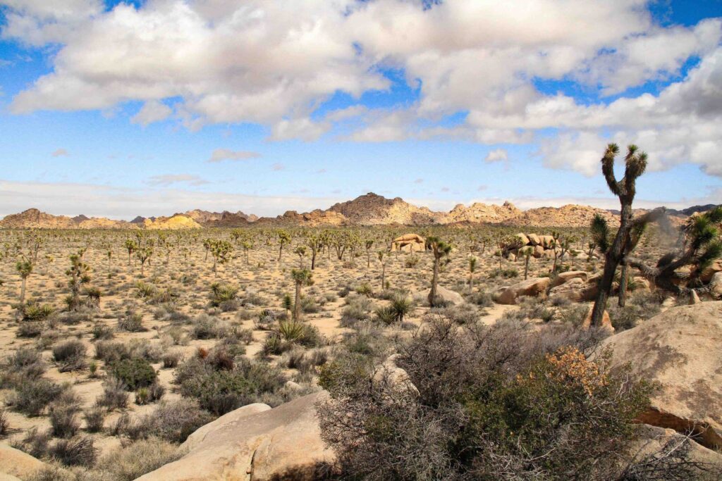 A vast desert landscape dotted with Joshua trees and low scrub brush, surrounded by rocky hills under a cloudy sky.