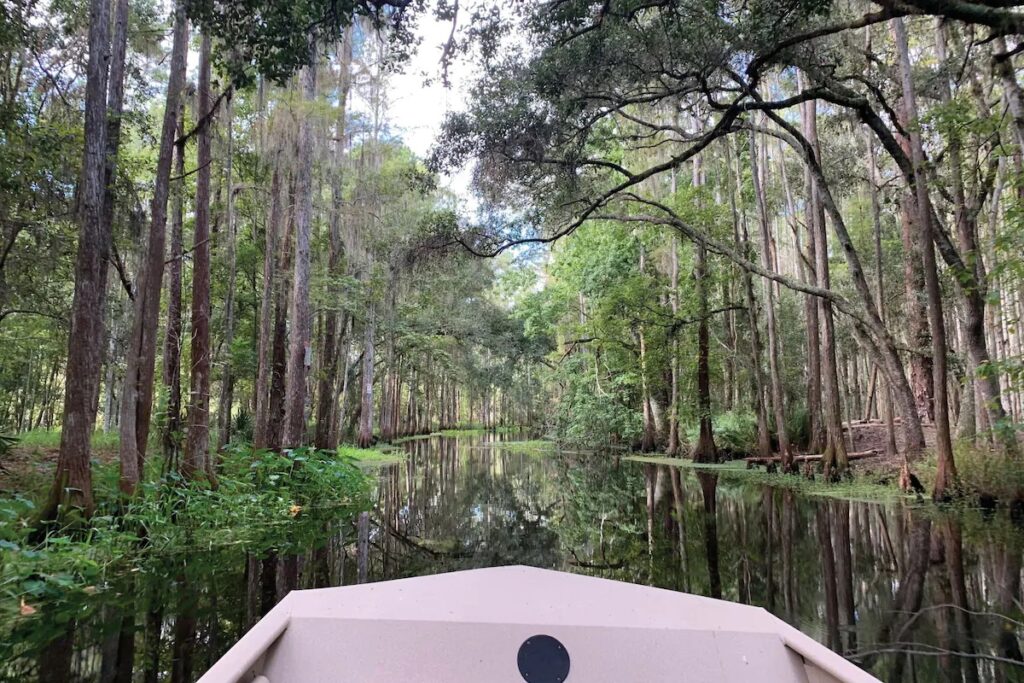 A scenic view from the bow of a boat navigating a peaceful, cypress tree-lined creek.