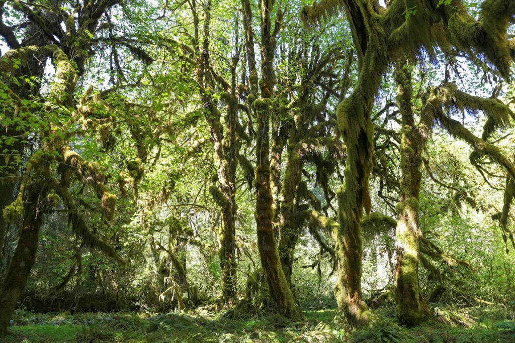 Sunlight filters through the canopy of a dense, lush green rainforest filled with moss-draped trees and ferns.