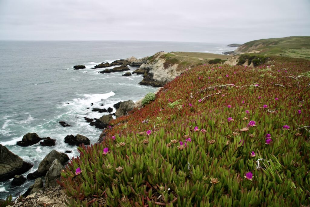 A steep coastal cliff covered in green vegetation and pink flowers overlooking the crashing ocean waves below.