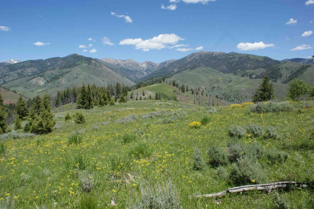 A scenic view across a rolling, grassy hillside dotted with pine trees toward distant mountains under a blue sky.