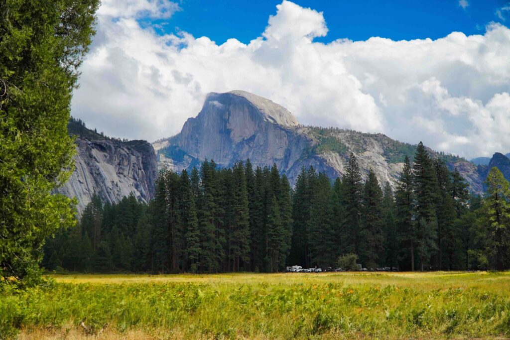 A view of Half Dome mountain rising above a dense pine forest with a green meadow in the foreground at Yosemite.